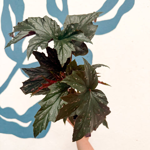 Begonia ‘Sophie Cecile’ - Welsh Grown - Sprouts of Bristol