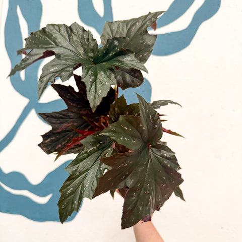 Begonia ‘Sophie Cecile’ - Welsh Grown - Sprouts of Bristol