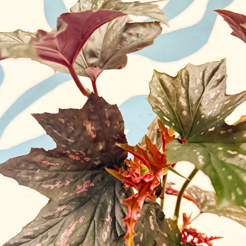 Begonia ‘Sophie Cecile’ - Welsh Grown - Sprouts of Bristol
