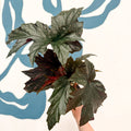 Begonia ‘Sophie Cecile’ - Welsh Grown - Sprouts of Bristol