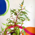 Begonia sutherlandii 'Saunders Legacy' - Welsh Grown - Sprouts of Bristol