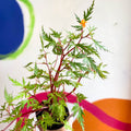 Begonia sutherlandii 'Saunders Legacy' - Welsh Grown - Sprouts of Bristol