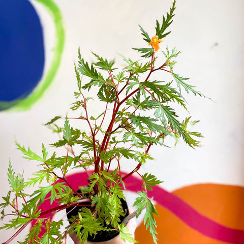 Begonia sutherlandii 'Saunders Legacy' - Welsh Grown - Sprouts of Bristol