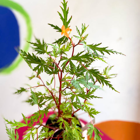 Begonia sutherlandii 'Saunders Legacy' - Welsh Grown - Sprouts of Bristol