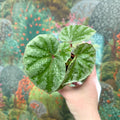 Begonia ‘Temuyuk Silver’ - Sprouts of Bristol