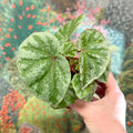 Begonia ‘Temuyuk Silver’ - Sprouts of Bristol