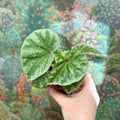 Begonia ‘Temuyuk Silver’ - Sprouts of Bristol
