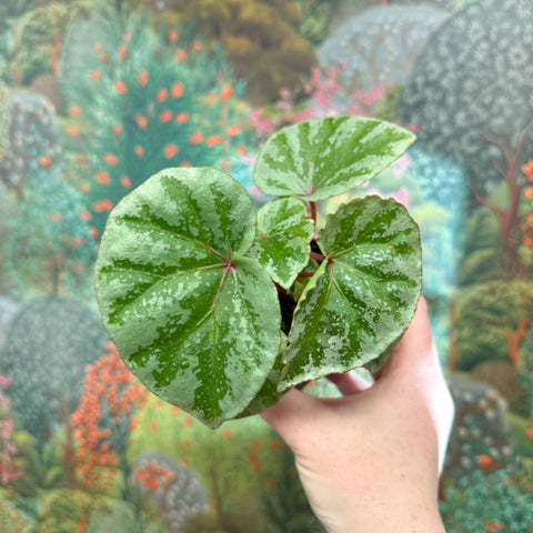 Begonia ‘Temuyuk Silver’ - Sprouts of Bristol