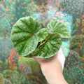 Begonia ‘Temuyuk Silver’ - Sprouts of Bristol