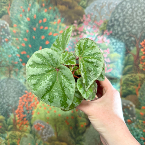 Begonia ‘Temuyuk Silver’ - Sprouts of Bristol