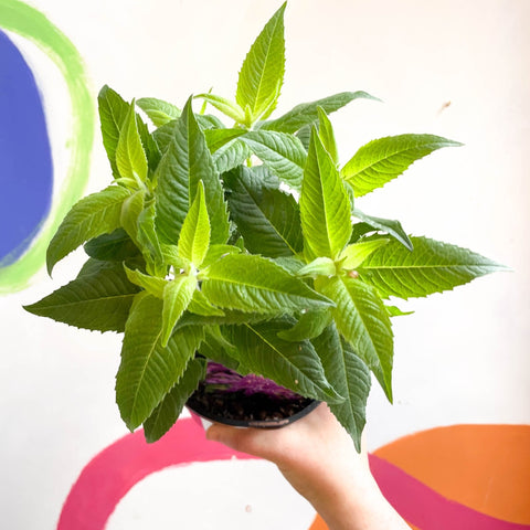 Bergamot - Monarda didyma 'Balmy Lilac' - British Grown Perennial - Sprouts of Bristol