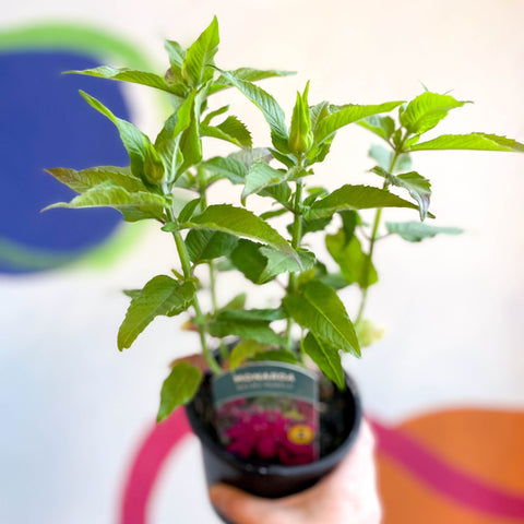 Bergamot - Monarda didyma 'Balmy Purple' - British Grown Perennial - Sprouts of Bristol