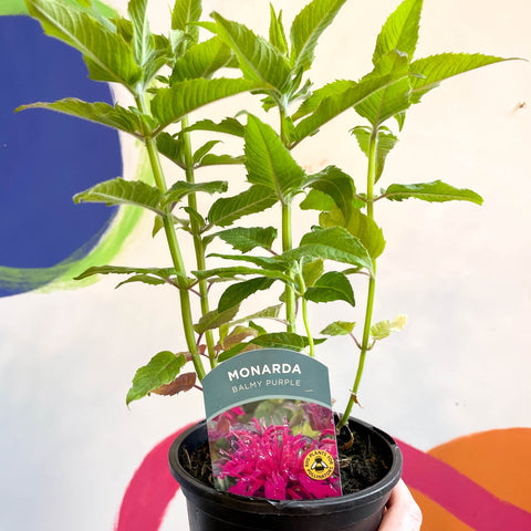 Bergamot - Monarda didyma 'Balmy Purple' - British Grown Perennial - Sprouts of Bristol