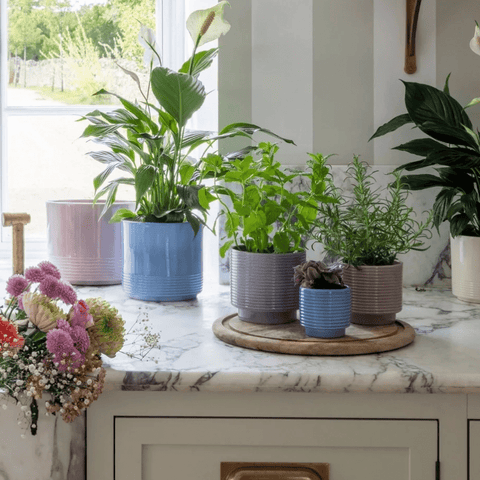 Berlin Ripple Ceramic Planter - Sprouts of Bristol