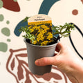 Bidens 'Port Royal' - UK Grown - Sprouts of Bristol