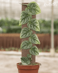 Biodegradable Plant Climbing Plank by Kratiste - 100% Natural, Plastic Free - Sprouts of Bristol