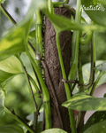 Biodegradable Plant Climbing Pole by Kratiste - 100% Natural, Plastic Free - Sprouts of Bristol