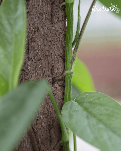 Biodegradable Plant Climbing Pole by Kratiste - 100% Natural, Plastic Free - Sprouts of Bristol