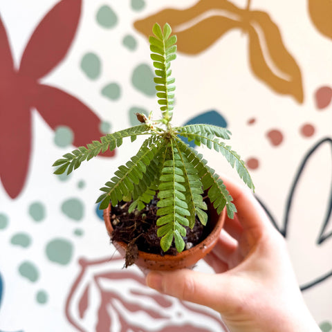 Biophytum sensitivum - Little Tree Plant - Sprouts of Bristol