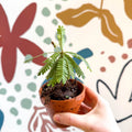 Biophytum sensitivum - Little Tree Plant - Sprouts of Bristol