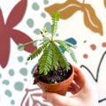 Biophytum sensitivum - Little Tree Plant - Sprouts of Bristol