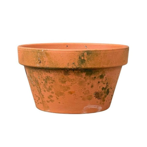 Birgitte Aged Terracotta Bowl Planter - Sprouts of Bristol