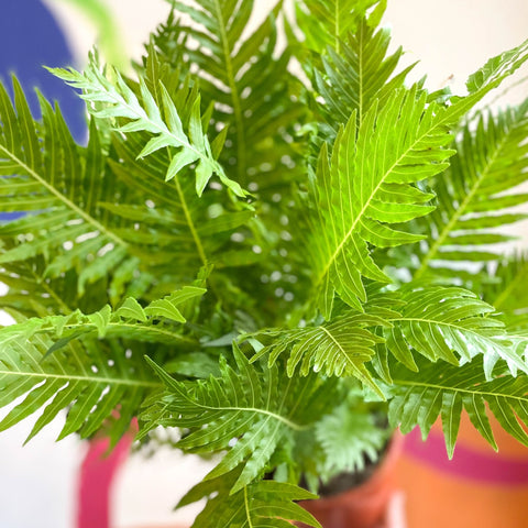 Blechnum gibbum 'Silver Lady' - Sprouts of Bristol