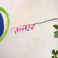 Bleeding Heart - Lamprocapnos spectabilis - Cotswold Grown Perennial - Sprouts of Bristol