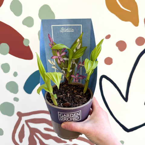 Bletilla - Hardy Ground Orchid - Sprouts of Bristol