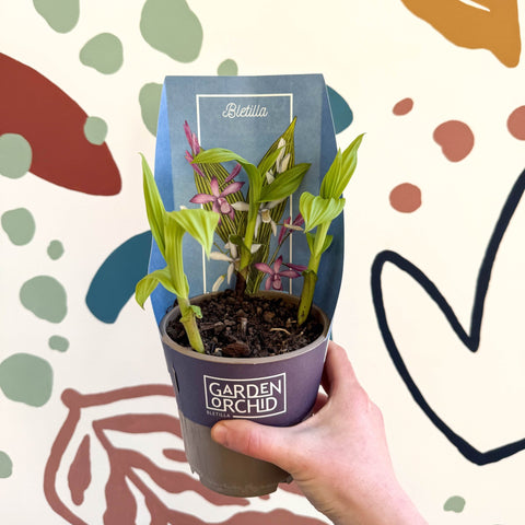 Bletilla - Hardy Ground Orchid - Sprouts of Bristol