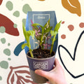 Bletilla - Hardy Ground Orchid - Sprouts of Bristol