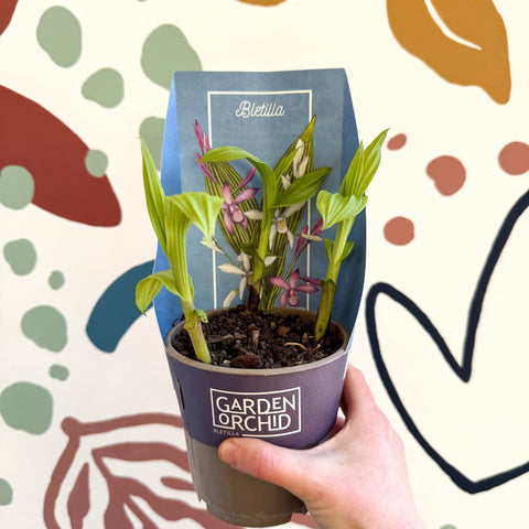 Bletilla - Hardy Ground Orchid - Sprouts of Bristol