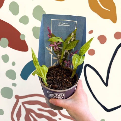 Bletilla - Hardy Ground Orchid - Sprouts of Bristol