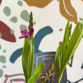 Bletilla - Hardy Ground Orchid - Sprouts of Bristol