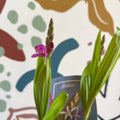 Bletilla - Hardy Ground Orchid - Sprouts of Bristol