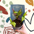 Bletilla - Hardy Ground Orchid - Sprouts of Bristol