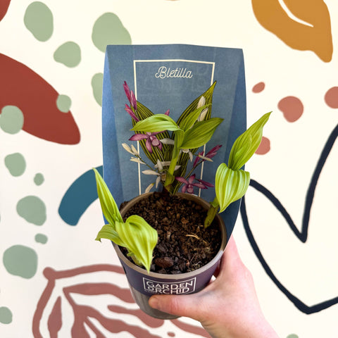 Bletilla - Hardy Ground Orchid - Sprouts of Bristol