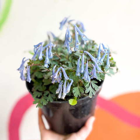 Blue Fumewort - Corydalis flexuosa 'Blue Heron' - British Grown Perennial - Sprouts of Bristol