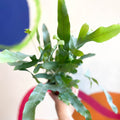 Blue Star Fern - Phlebodium aureum - Sprouts of Bristol