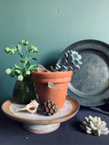 Blue Tit Plant Pot Companions - Sprouts of Bristol