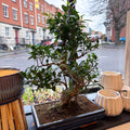 Bonsai - Ficus microcarpa 'Ginseng' - Indian Laurel - Sprouts of Bristol