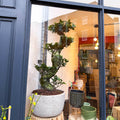 Bonsai - Ficus microcarpa 'Ginseng' - Indian Laurel - Sprouts of Bristol