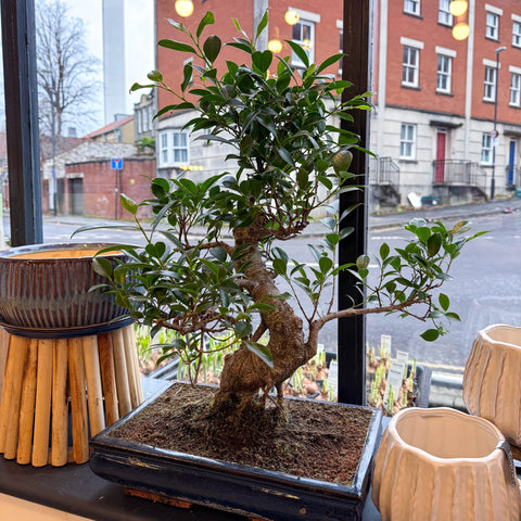Bonsai - Ficus microcarpa 'Ginseng' - Indian Laurel - Sprouts of Bristol