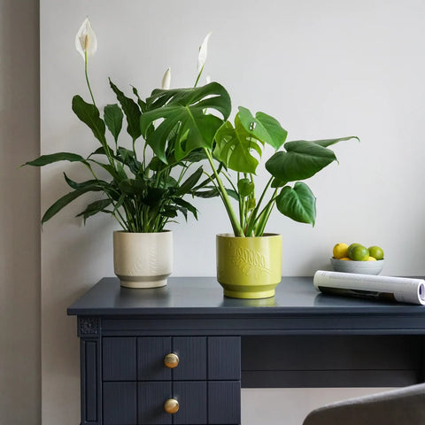 Botanist Leaf Embossed Planter in Lime Green - Sprouts of Bristol