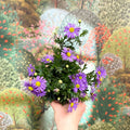 Brachyscome 'Brasco Violet' - Swan River Daisy - Sprouts of Bristol