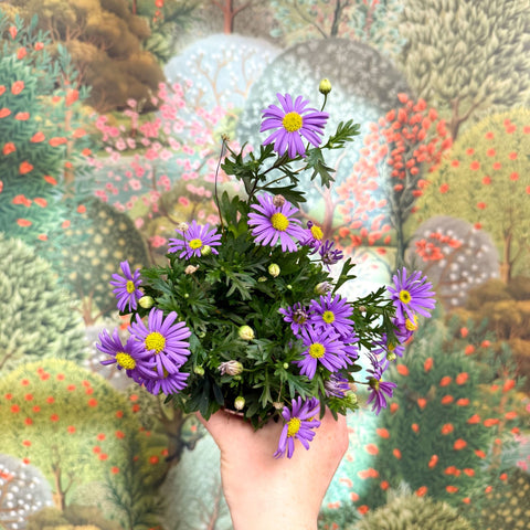 Brachyscome 'Brasco Violet' - Swan River Daisy - Sprouts of Bristol