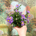 Brachyscome 'Brasco Violet' - Swan River Daisy - Sprouts of Bristol