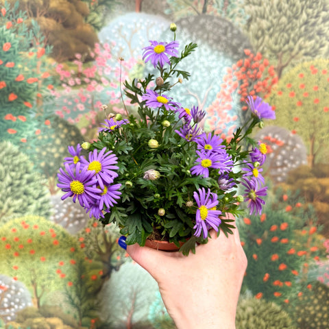 Brachyscome 'Brasco Violet' - Swan River Daisy - Sprouts of Bristol