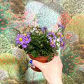 Brachyscome 'Brasco Violet' - Swan River Daisy - Sprouts of Bristol