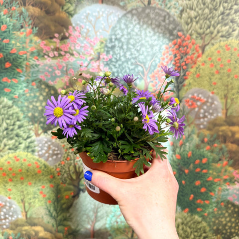 Brachyscome 'Brasco Violet' - Swan River Daisy - Sprouts of Bristol